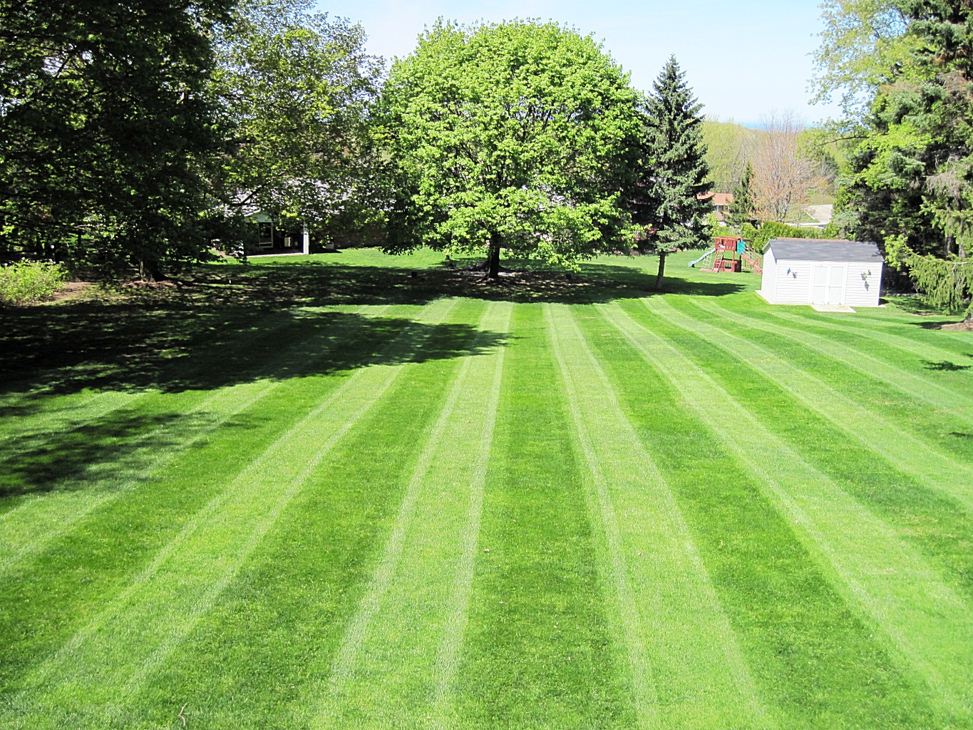 Treating Lawn Fungus for a Healthy Lawn
